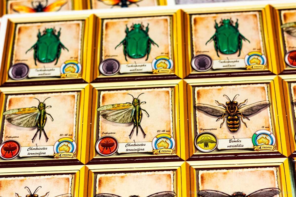 insecta the ladies of entolology 005