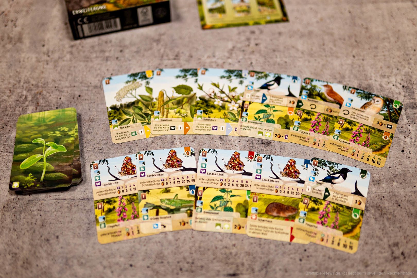 mischwald erweiterung 003