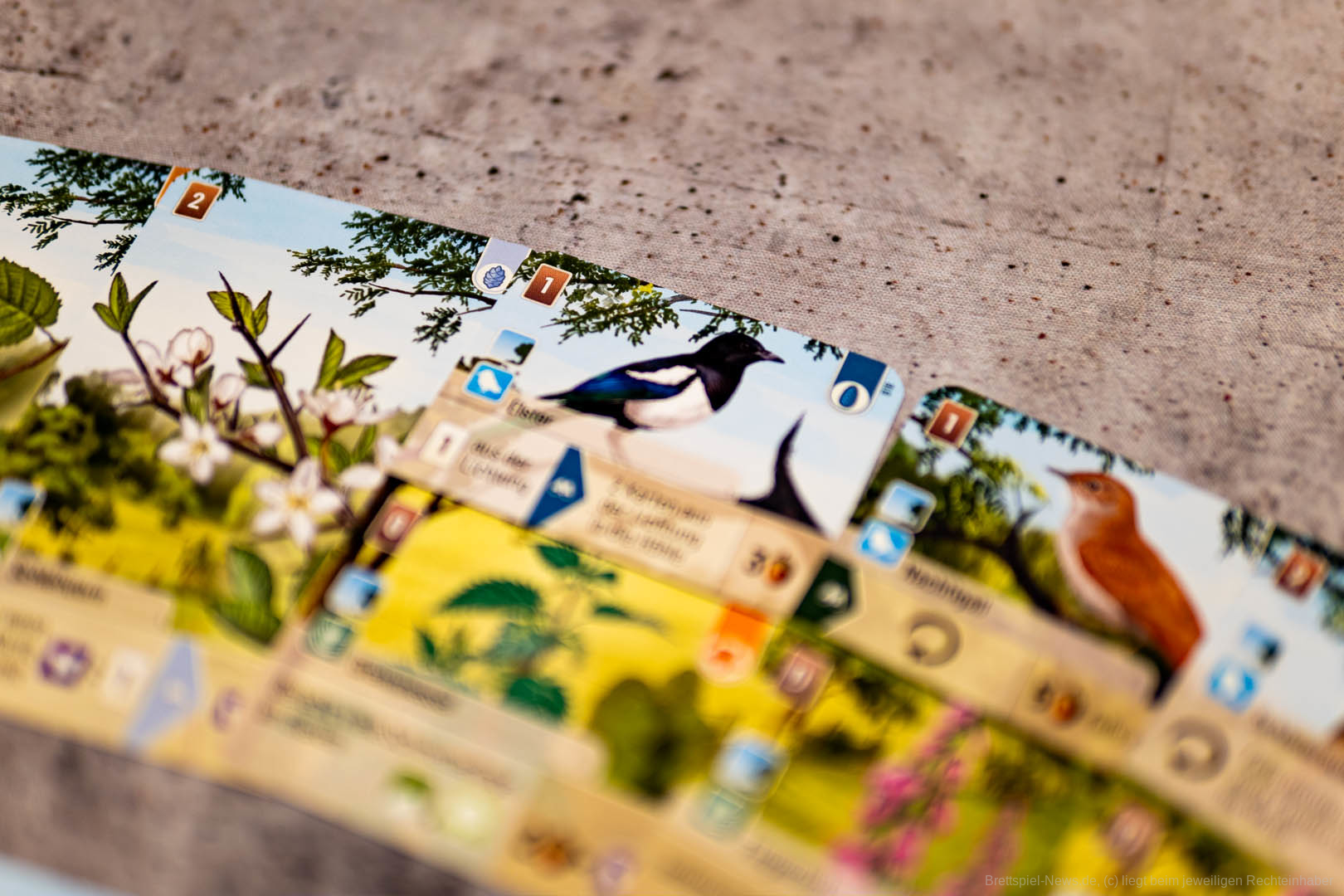 mischwald erweiterung 004